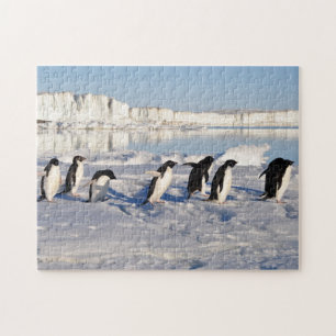 Pinguine Game Puzzle