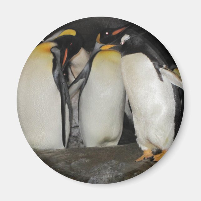 Pinguine im Zoo Magnet (Vorne)