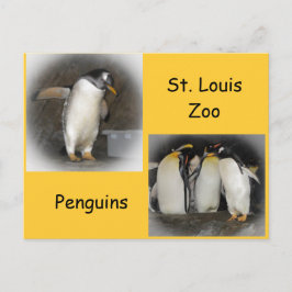 Pinguine im Zoo Postkarte
