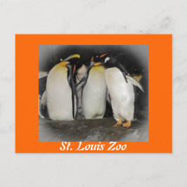 Pinguine im Zoo Postkarte