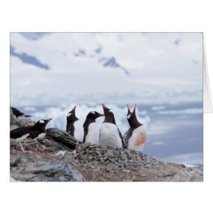 Pinguine in der Antarktis