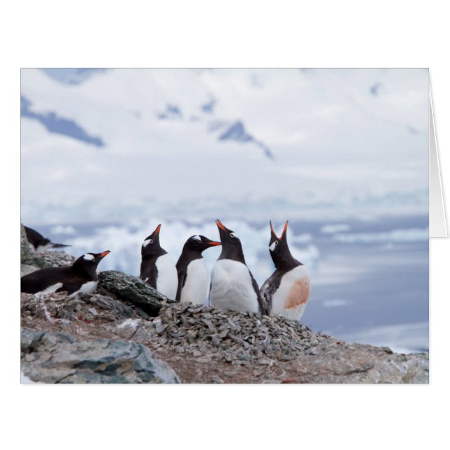 Pinguine in der Antarktis (Vorderseite (Horizontal))