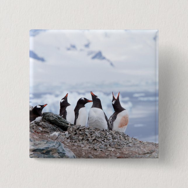 Pinguine in der Antarktis Button (Vorderseite)