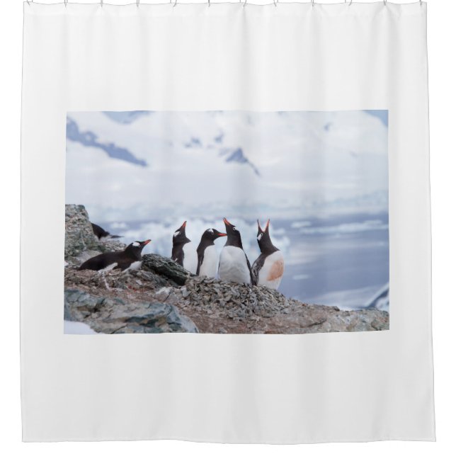 Pinguine in der Antarktis Duschvorhang (Vorderseite)