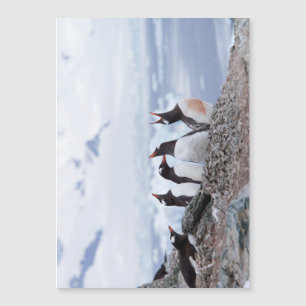 Pinguine in der Antarktis Magnetkarte