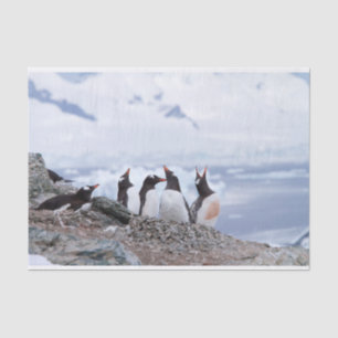 Pinguine in der Antarktis Seidenpapier
