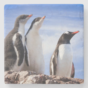 Pinguine in der Antarktis Steinuntersetzer