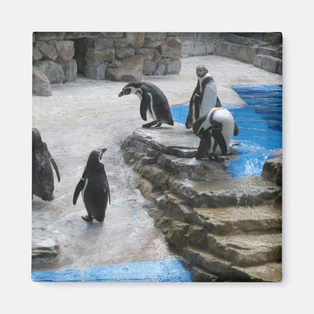 Pinguine Magnet (Vorne)