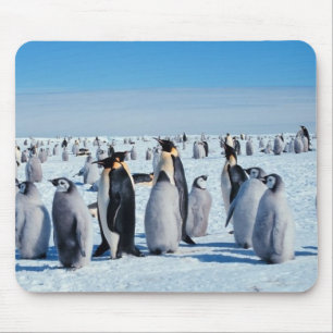 Pinguine Mousepad