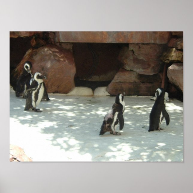 Pinguine Poster (Vorne)