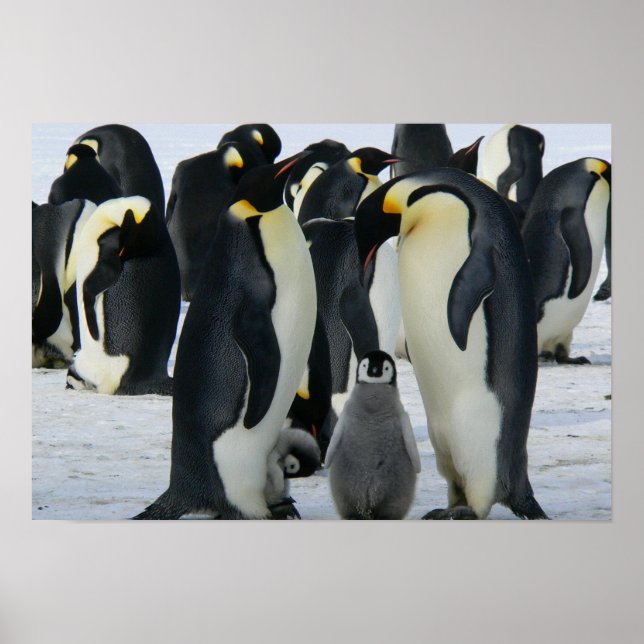 Pinguine Poster (Vorne)
