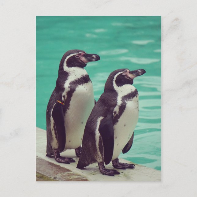 Pinguine Postkarte (Vorderseite)