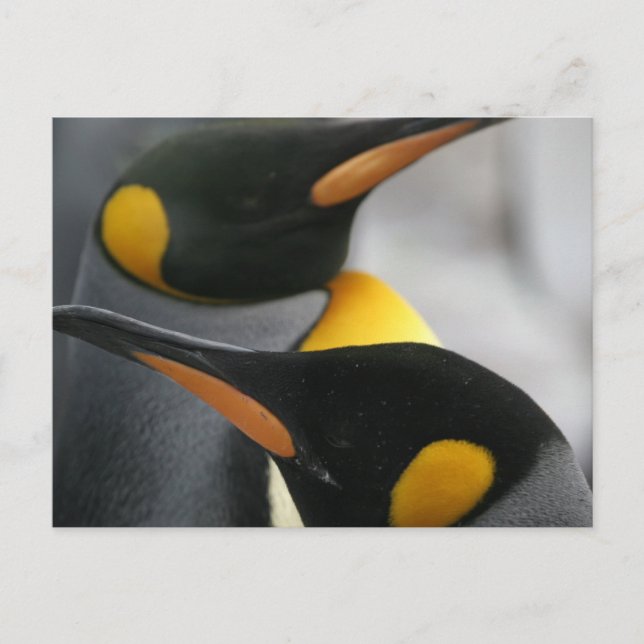 Pinguine Postkarte (Vorderseite)