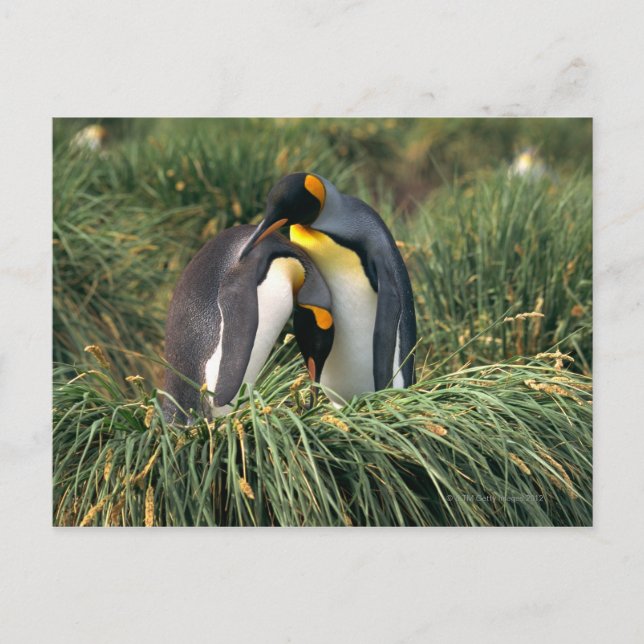 Pinguine Postkarte (Vorderseite)