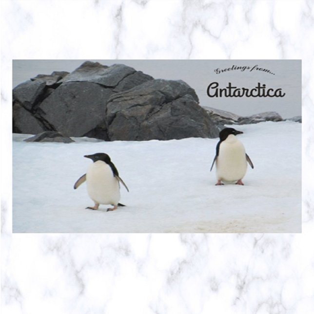 Pinguine Sally Cove Horseshoe Island Antarktis Postkarte (Von Creator hochgeladen)