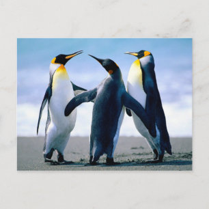 Pinguine spielen postkarte