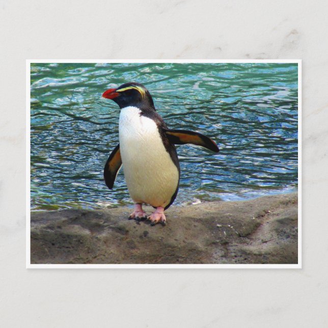 Pinguinflügel Postkarte (Vorderseite)
