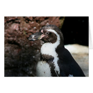 Pinguinkarte