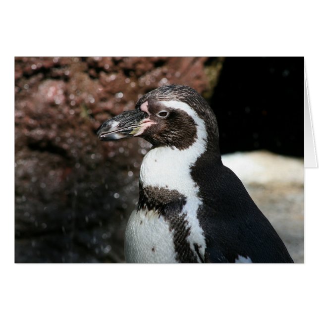 Pinguinkarte (Vorderseite (Horizontal))