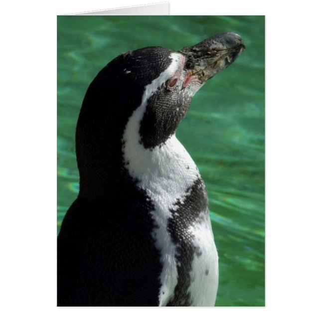 Pinguinkarte (Vorne)