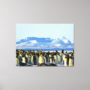Pinguinkolonie auf Eis Leinwanddruck