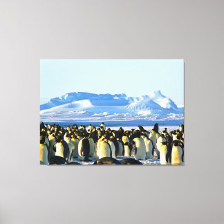 Pinguinkolonie auf Eis Leinwanddruck