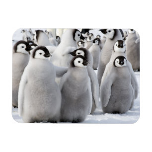 Pinguinkumpel Magnet