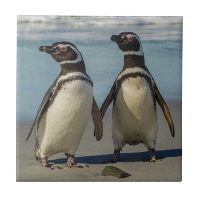Pinguinpaare am Strand Fliese (Vorderseite)