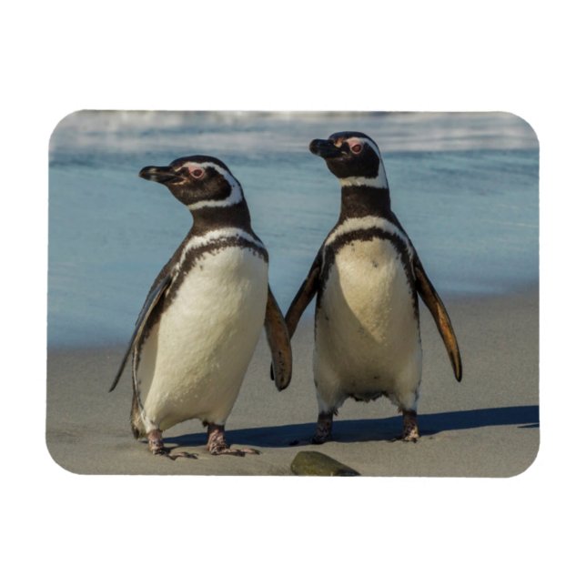 Pinguinpaare am Strand Magnet (Horizontal)