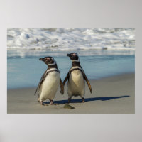 Pinguinpaare am Strand
