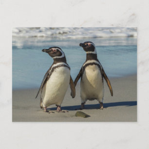 Pinguinpaare am Strand Postkarte