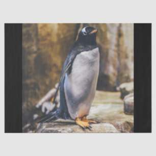 Pinguinpapier Seidenpapier