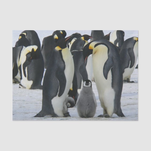 Pinguinpapier Seidenpapier (Vorderseite)