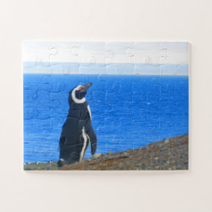 Pinguinsolo