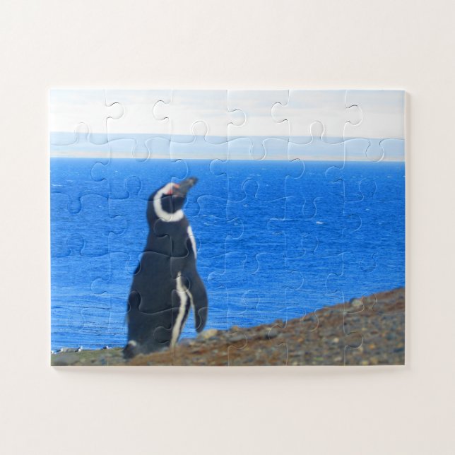 Pinguinsolo (Horizontal)