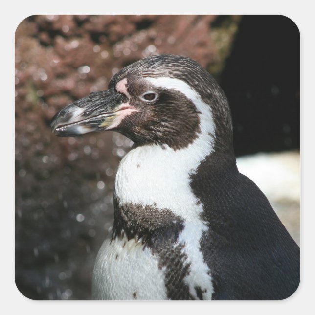 Pinguinsticker Quadratischer Aufkleber (Vorderseite)