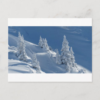 Pinien mit Schnee bedeckt Postkarte