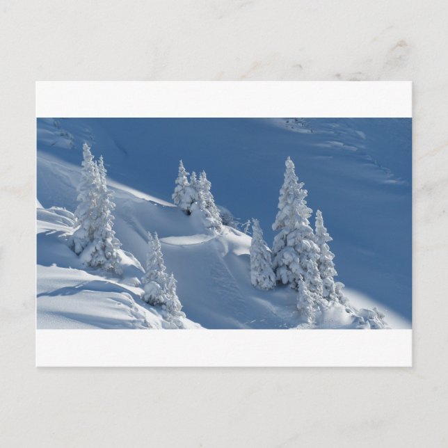 Pinien mit Schnee bedeckt Postkarte (Vorderseite)
