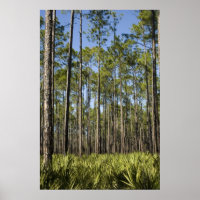 Pinien und gesägte Palmettos Print