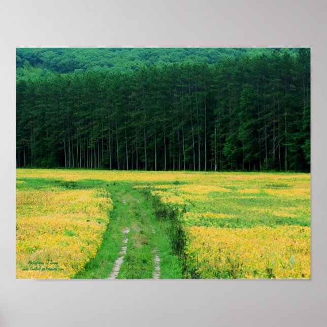 Pinienbäume Gelbe Blumen Feldnatur Poster (Vorne)