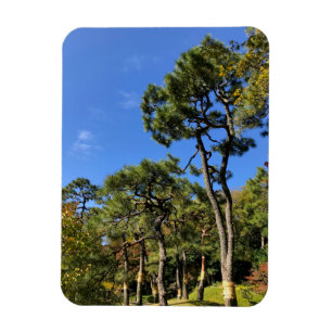 Pinienbäume im Herbst Himmel Magnet