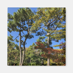 Pinienbäume im Herbst Himmel Magnet
