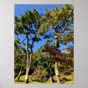 Pinienbäume im Herbst Himmel Poster