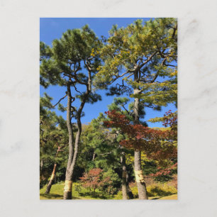 Pinienbäume im Herbst Himmel Postkarte