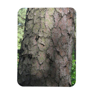 Pinienbäume, Palanga Botanischer Garten, LITAUEN Magnet