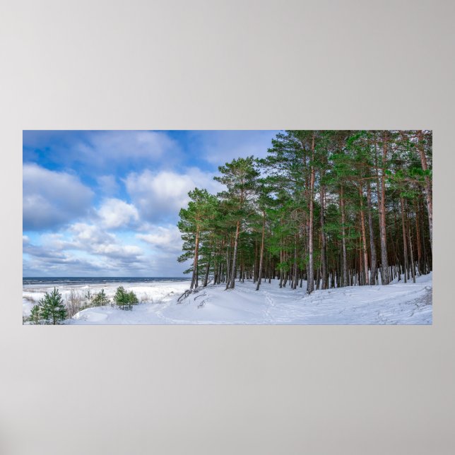 Pinienwald an der Küste Lettlands Poster (Vorne)