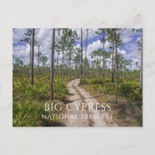 Pinienwald, gesägte Palmettos, Big Cypress NP Postkarte