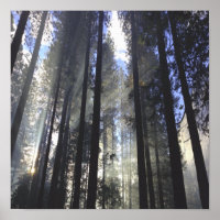 Pinienwald mit sonniger Natur