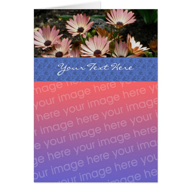 Pink African Daisies Floral Foto Card (Vorne)