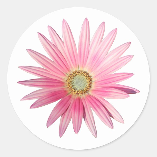 Pink African Daisy Runder Aufkleber (Vorderseite)